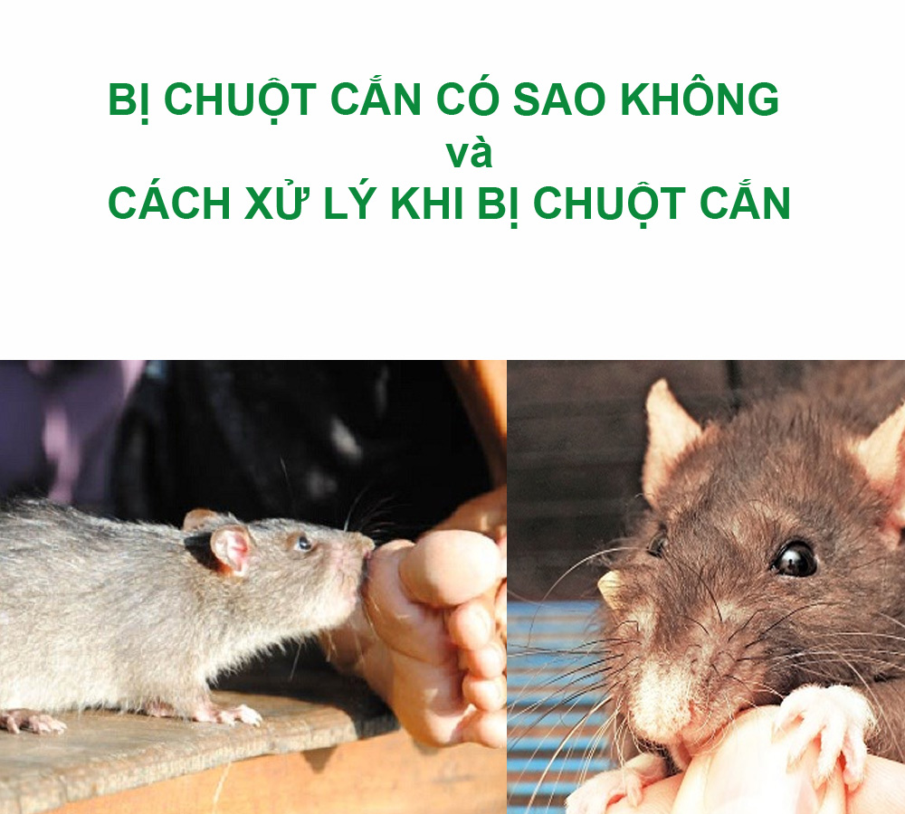 bi chuot can co sao khong